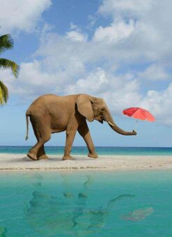 elephant-beach